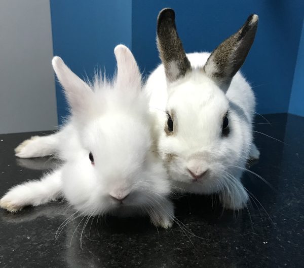 kroliki6
